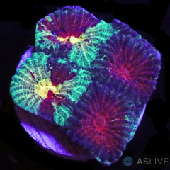 Rasta Favia - WYSIWYG