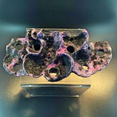 AquaRocks 7 Hole Montipora Magnetic Frag Rock