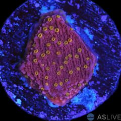 Reeftech Starburst Monti