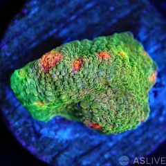 3G Mummy Eye Chalice, Almost WYSIWYG