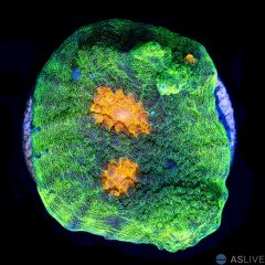 Space Invader A74 WYSIWYG