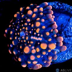 Orange Yuma A12 WYSIWYG