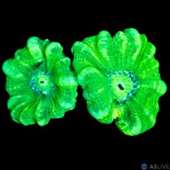 Neon Trumpet D35 WYSIWYG