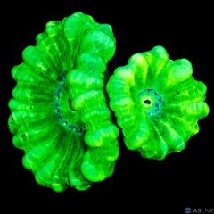 Neon Trumpet  D70 WYSIWYG