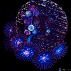 Mystiques Zoanthid D35 WYSIWYG
