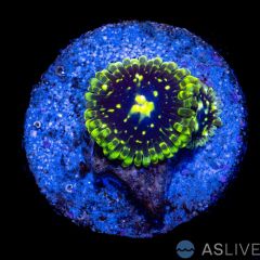 Exosphere Zoanthid WYSIWYG