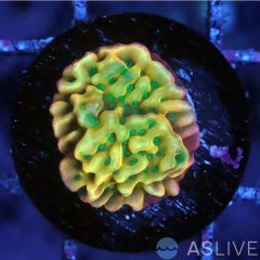 JF Beach Bum Montipora Almost WYSIWYG