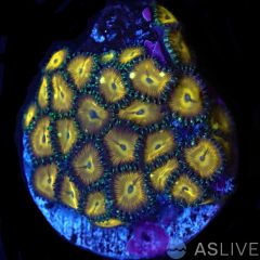 ASL Hold My Beer Micro Zoa