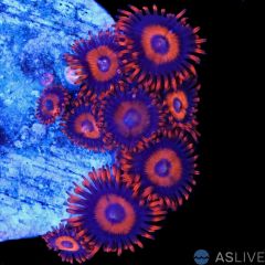 Safe Cracker Zoa Frags