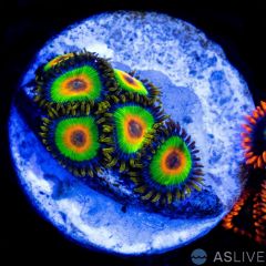 Rasta Zoanthid A22 WYSIWYG