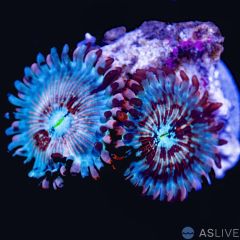 Ultra Seduction Zoa A47, WYSIWYG