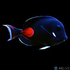 Achilles Tang (Acanthurus achilles)