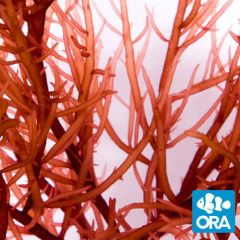 ORA Aquacultured Agardhiella