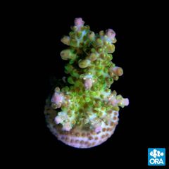 ORA Aquacultured Marshall Island Insignis