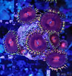 SBB Aphrodite Zoanthids