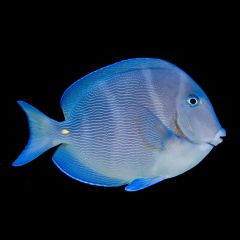 Atlantic Blue Tang, Acanthurus coeruleus