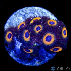 Zoanthid B06, WYSIWYG