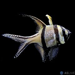 Captive Bred Banggai Cardinal Fish