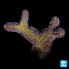 ORA Aquacultured Bird of Paradise (Seriatopora sp.)