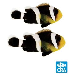 ORA Captive Bred Black Saddleback Pair