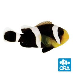 ORA Captive Bred Black Saddleback