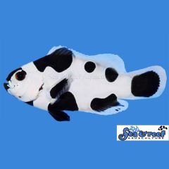 Sea & Reef Black Storm Clownfish