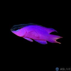 Black Cap Basslet (Gramma melacara)