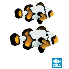 ORA Black Ice Snowflake Pair (Amphiprion ocellaris)