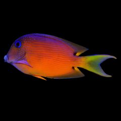 Blue Eye Kole Tang, Ctenochaetus binotatus