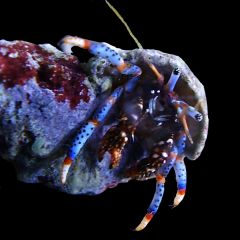 Blue Leg Hermit Crabs, Clibanarius tricolor
