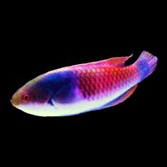 Bluesided Fairy Wrasse (Cirrhilabrus cyanopleura)