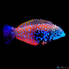 Blue Star Leopard Wrasse (Macropharyngodon bipartitus)