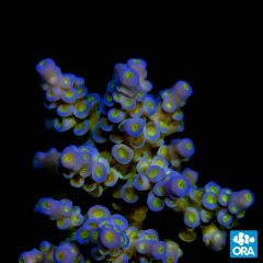 ORA Aquacultured Marshall Island Blue Bottlebrush Acro