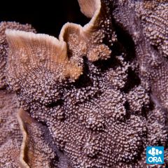 ORA Aquacultured Blue Chalice