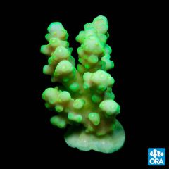 ORA Aquacultured Marshall Island Green Granulosa