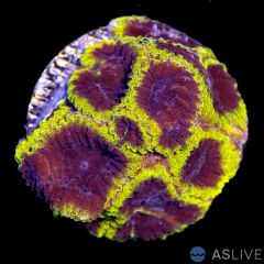 Wolverine Favia C06, WYSIWYG