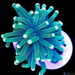 Torch Malaysian White Tip 1 WYSIWYG