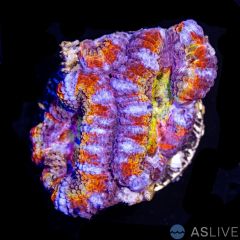 Rainbow Acan C18, WYSIWYG