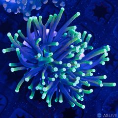 Indo Torch Coral WYSIWYG