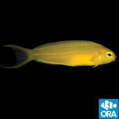ORA Captive Bred Canary Blenny (Meiacanthus oualanensis)