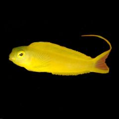 Canary Blenny (Meiacanthus ovalaunensis)