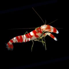Candy Stripe Pistol Shrimp, Alpheus sp.