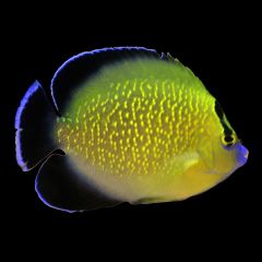 Captive Bred Bali Aquarich Goldflake Angelfish Medium - 4" - 5"