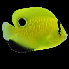 Captive Bred Bali Aquarich Goldflake Angelfish - Sm