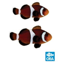 ORA Captive Bred Caramel Ocellaris Pair
