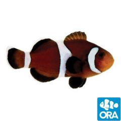 ORA Captive Bred Caramel Ocellaris
