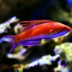 Carpenter Flasher Wrasse (Paracheilinus carpenteri)