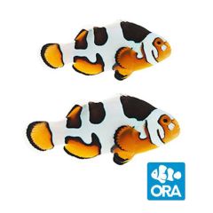 ORA Captive Bred Cheek Dot Picasso Pair