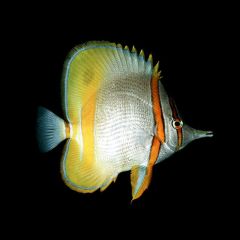 Chelmon Marginellis Butterfly Fish