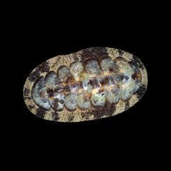 Fuzzy Chiton, Acanthopleura sp.